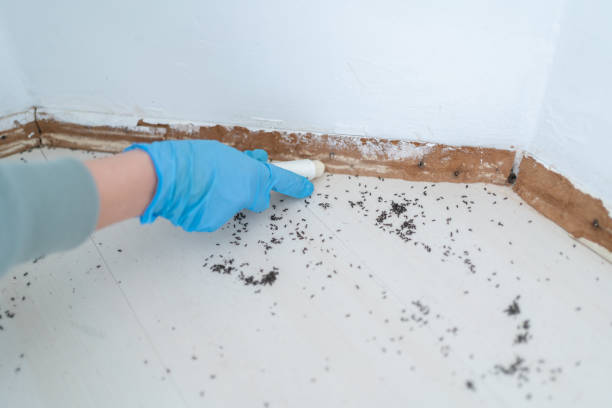 Best Emergency Pest Control  in Centreville, MI